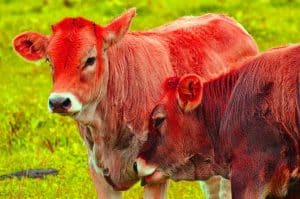 2709_cows-981448_960_720-300x199-1.jpg