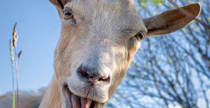 3093_gote.jpg